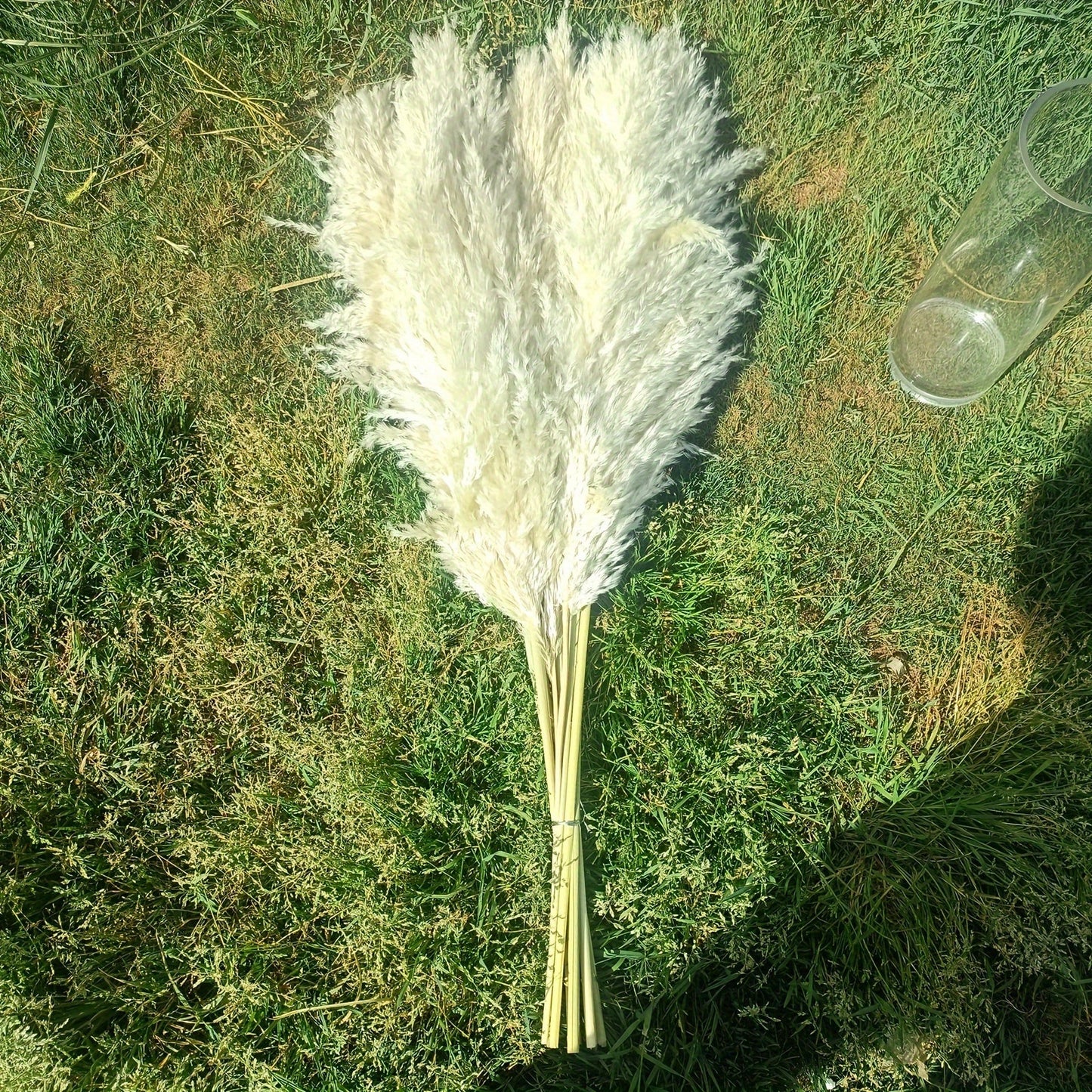 מארז 10 ענפי פמפס 100 ס״מ — פרחים מיובשים רכים ומלאים