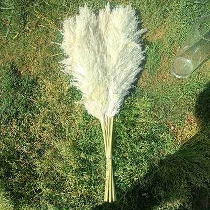 מארז 10 ענפי פמפס 100 ס״מ — פרחים מיובשים רכים ומלאים